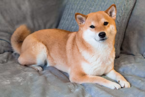 Cachorro Shiba Inu deitado em um sofá