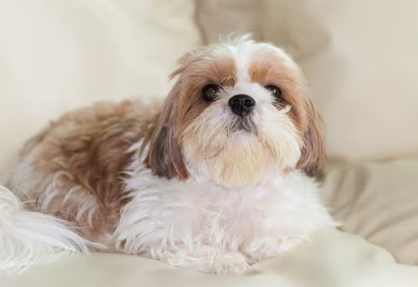 Shih Tzu branco e marrom deitado no sofá