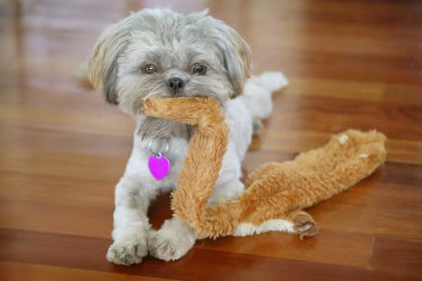 Shih Tzy de pelagem clara tosada com brinquedo na boca