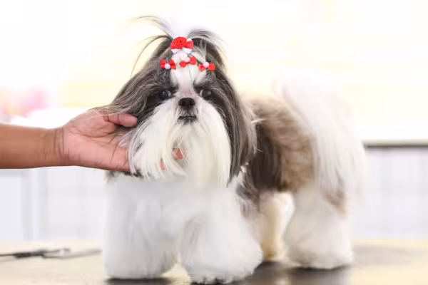Shih Tzu fêmea de pelo branco e preto com presilhas no alto da cabeça