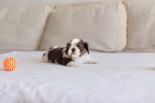 Filhote de Shih Tzu deitado em um sofá