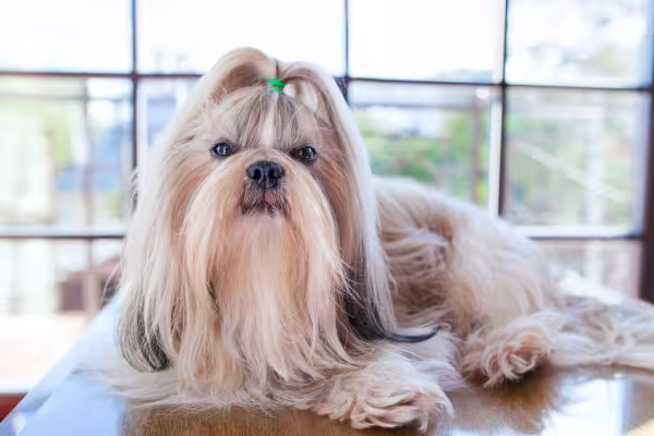 Shih Tzu fêmea com pelagem longa