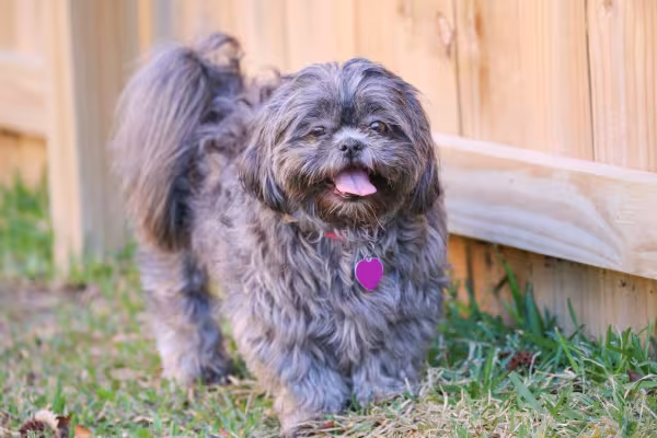 Shih Tzu preto em ambiente externo com grama