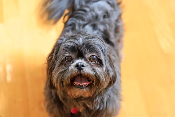 Shih tzu preto em ambiente interno