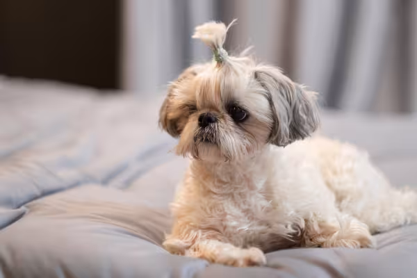 Shih Tzu de pelagem clara tosado e deitado em sofá