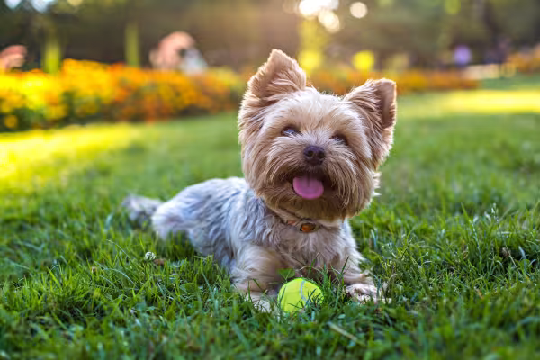 Cachorro da raça Yorkshire deitado na grama com brinquedo