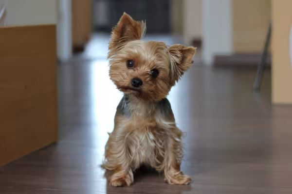 Cachorro da raça Yorkshire sentado no chão em ambiente interno