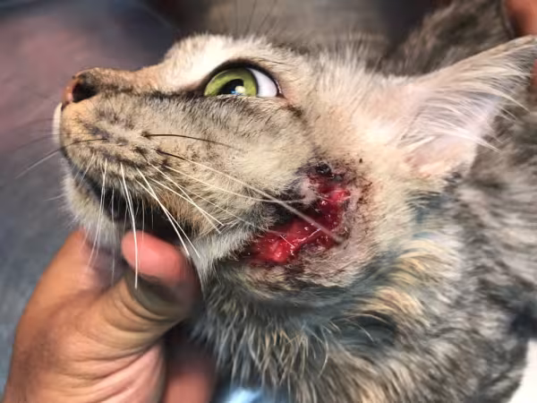 Gato com ferida profunda na face causada por esporotricose