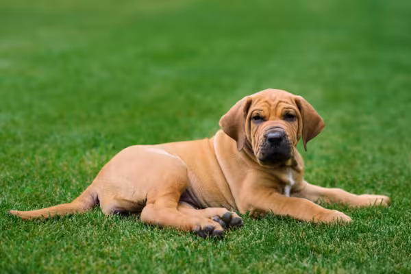 Fila Brasileiro filhote