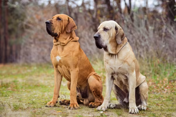 Dois cachorros da raça Fila Brasileiro em ambiente externo