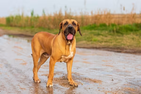 Cachorro Fila Brasileiro em ambiente externo