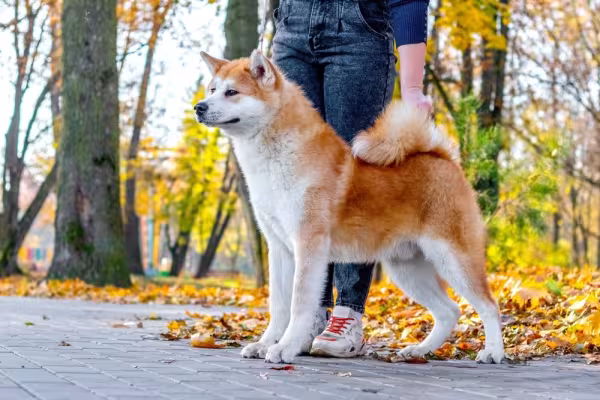Akita em pé ao lado de dono em parque