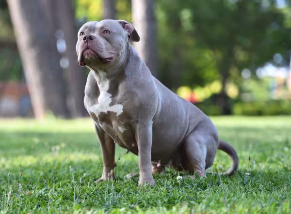 American Bully sentado na grama