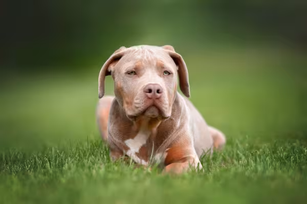 American Bully deitado na grama