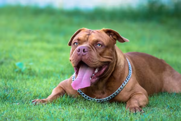 American Bully com a língua de fora deitado na grama