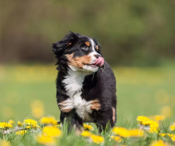 Bernese filhote andando em campo com flores amarelas