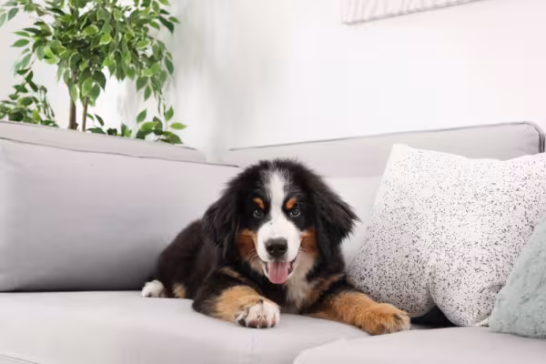 Bernese filhote deitado em sofá cinza com uma planta ao fundo
