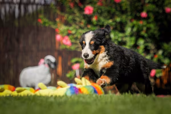 Bernese filhote pulando em um jardim com bolinhas coloridas na grama