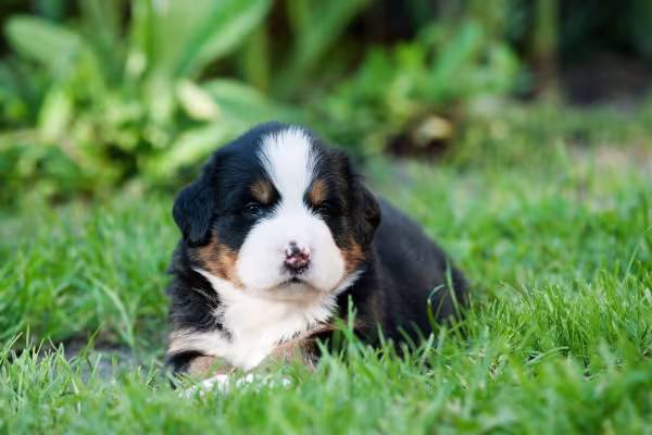 Bernese filhote deitado na grama