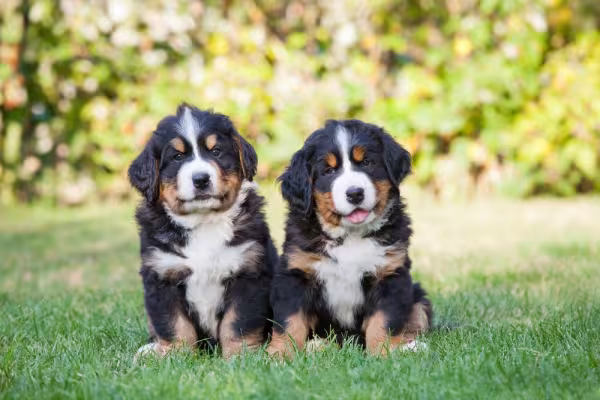Dois Bernese filhotes lado a lado sentados na grama