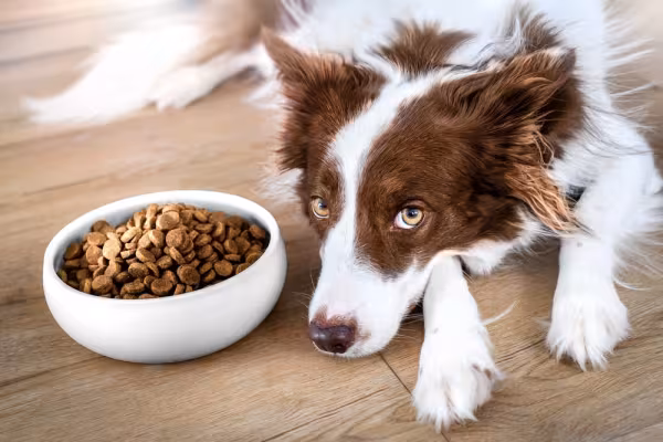 Border Collie com pote de ração do lado