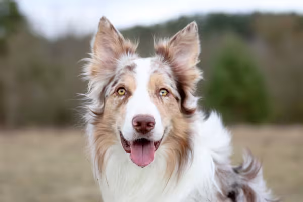Border Collie merle com a língua de fora