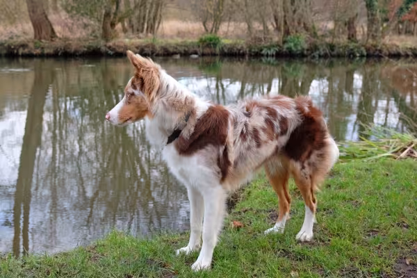 Border Collie em pé perto de lago