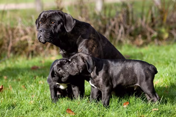 Cane Corso com dois filhotes