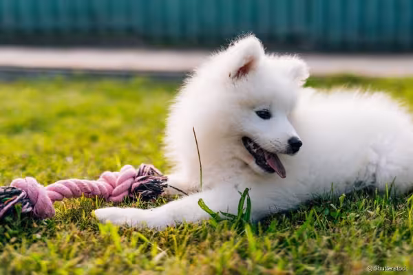 Cachorro Samoieda deitado na grama