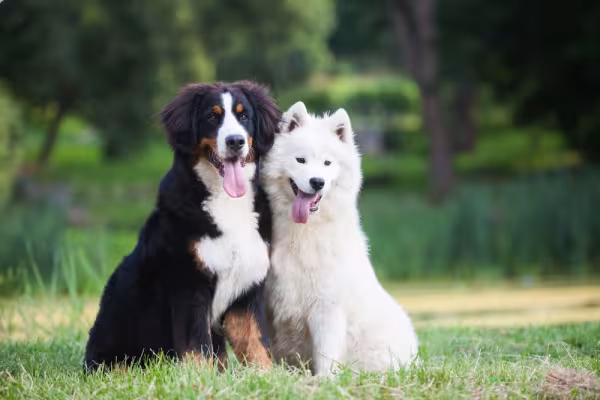 Samoieda do lado de cachorro preto e branco