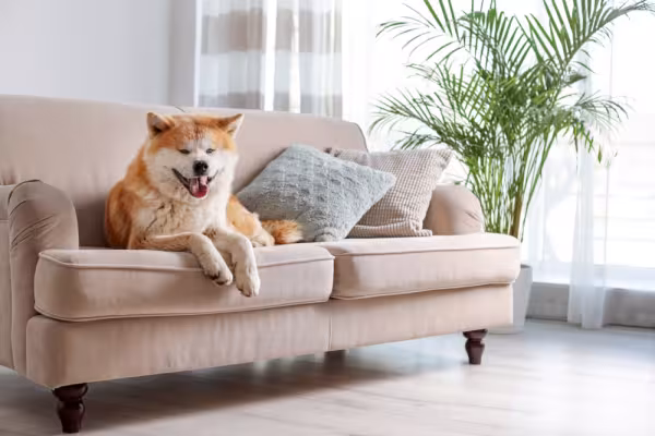 Akita deitado no sofá