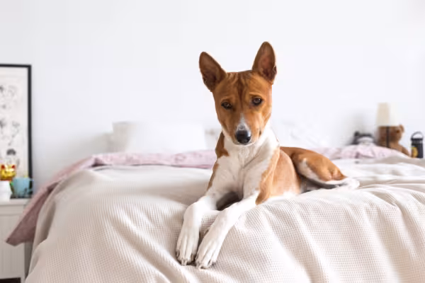 Basenji deitado na cama