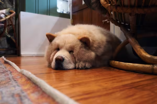 Chow Chow deitado no chão