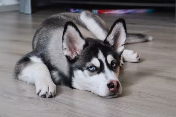 Husky deitado no chão