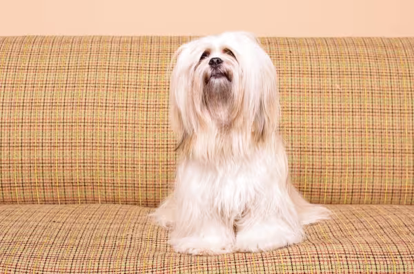 Lhasa Apso sentado no sofá