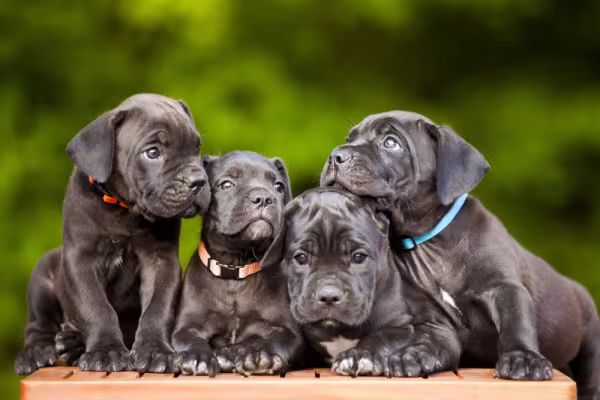 Filhotes de Cane Corso