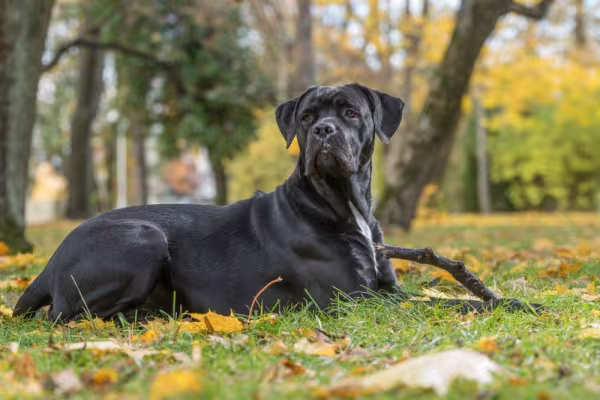Cane Corso deitado no parque