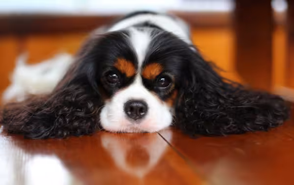 Cavalier King Charles Spaniel deitado em chão de taco