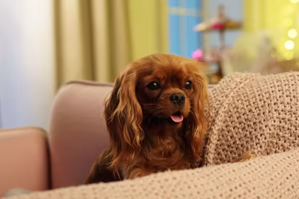 Cavalier King Charles Spaniel sentado em poltrona com língua de fora