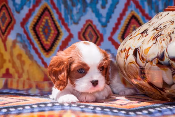 Cavalier King Charles Spaniel filhote com fundo colorido