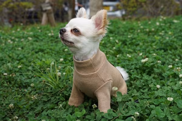 Chihuahua de pelo longo de casaquinho ao ar livre