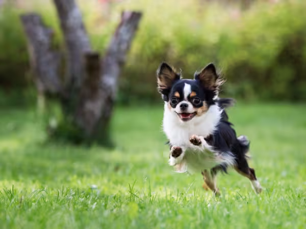 Chihuahua de pelo longo pulando