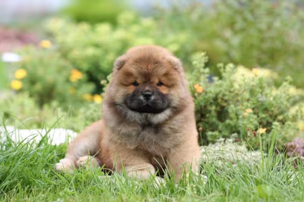 Chow Chow filhote deitado na grama