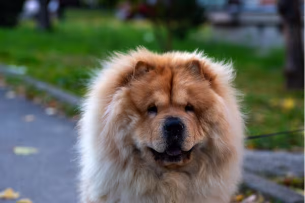 Chow Chow olhando para frente