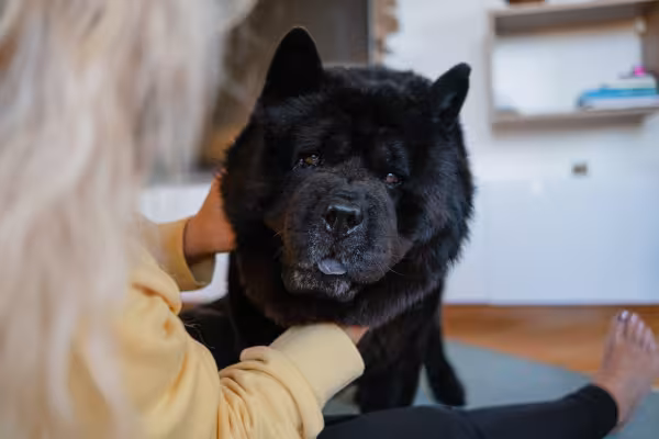Chow Chow preto no pet shop