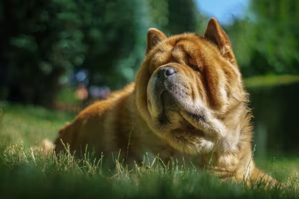 Chow Chow pegando sol