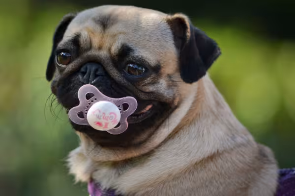 Pug com chupeta na boca