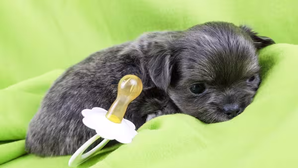 Filhote de cachorro com chupeta do lado