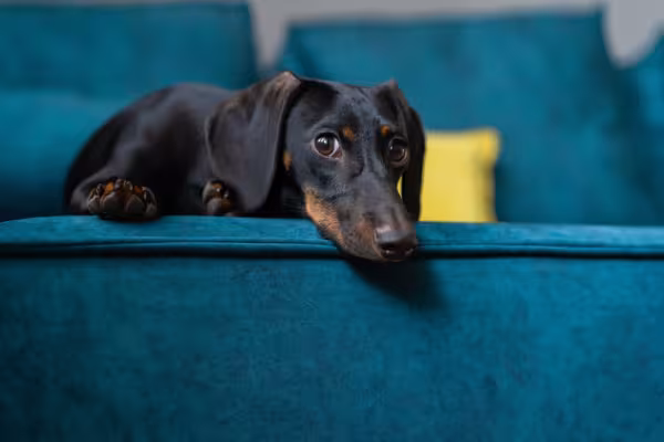 Os Dachshunds são bem ativos, mas também precisam descansar