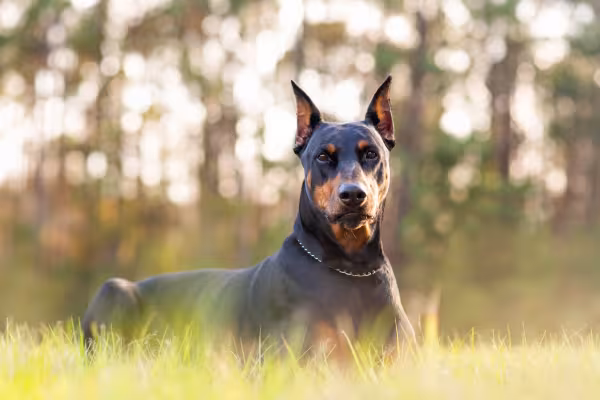 Por que a orelha de Doberman fica em pé? 